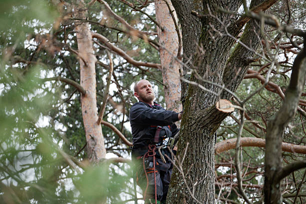 Best Tree Cabling and Bracing  in Westwood, CA